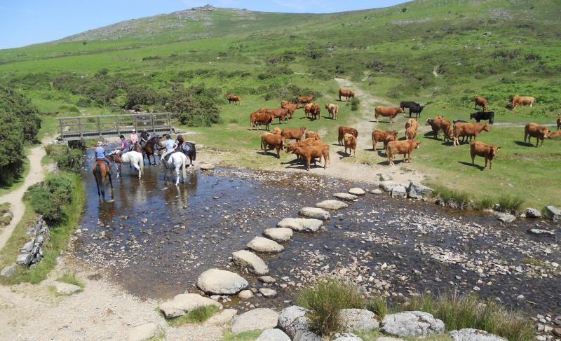 Dartmoor Cattle Drives in Okehampton, Devon / Alle Regionen