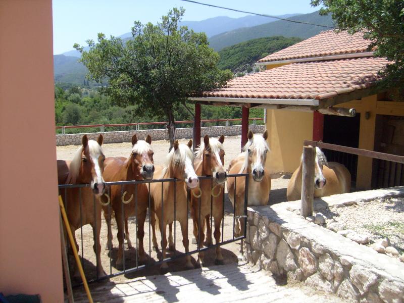 I am happy to offer longer internships for open-minded, hard-working, well-riding interns in my company on Kefalonia in Greece from January for at least 2 months!