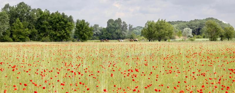 Hunnatura/Hunor Lovastanya in Kerekegyhaza / Südliche Tiefebene-Puszta
