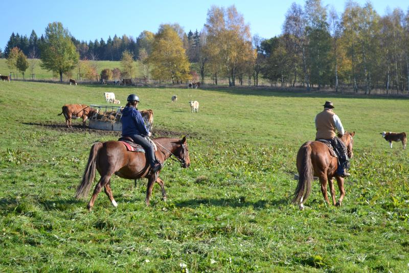 FÖJ working around Horses