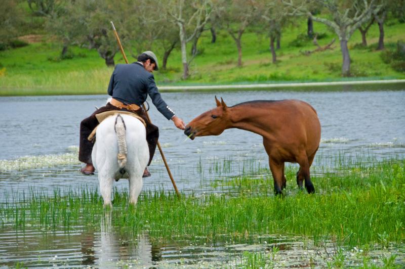 Monte Velho Equo Resort in Arraiolos / Alentejo-Planicies