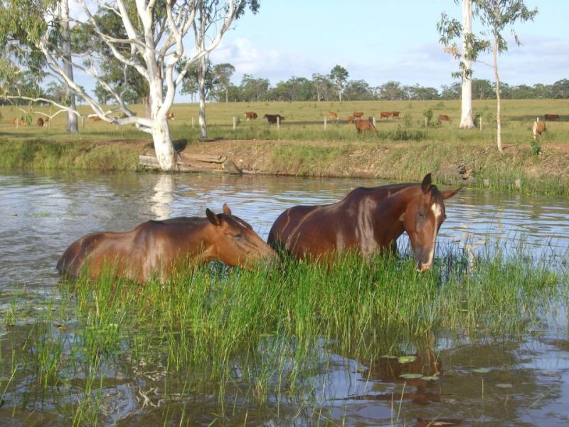 Homestead Adventure Resort in Hervey Bay / Maryborough / Queensland