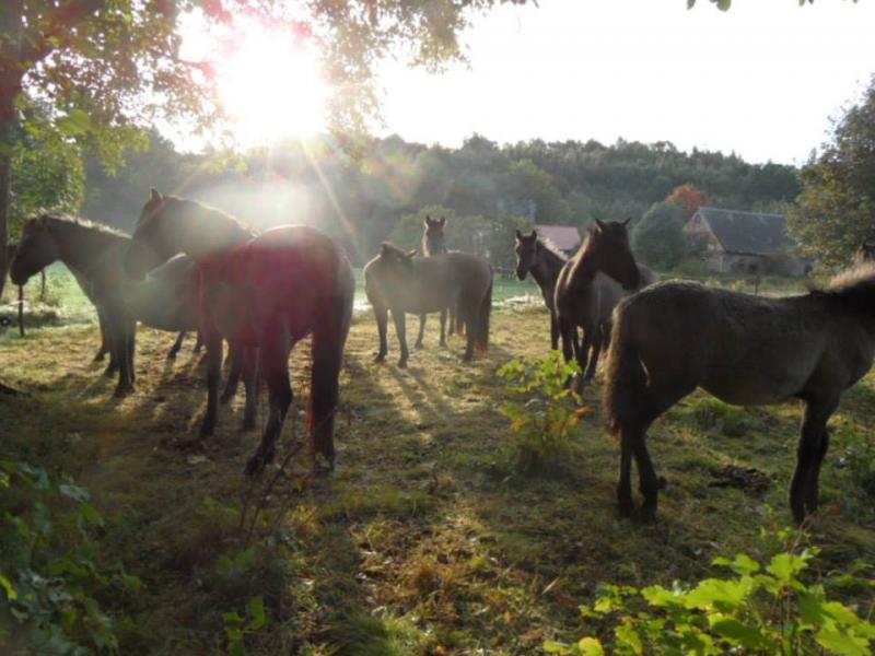 Agorturystyka Konik Polski in Mirsk / Schlesien und Westpolen