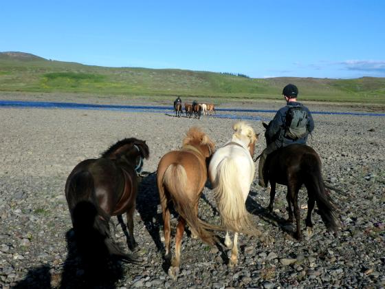 Nupshestar in Selfoss - Breiðanes / Alle Regionen