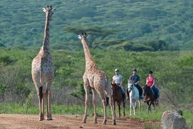 For equestrian and nature lovers: Volunteer for our Horseback Safaris in Zululand, South Africa,