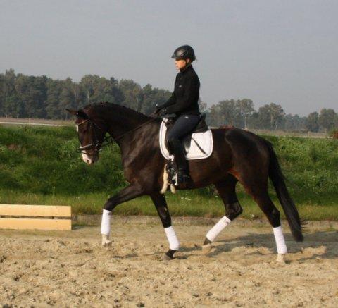 Internship at a modern stud farm in the southern heath of Lower Saxony
