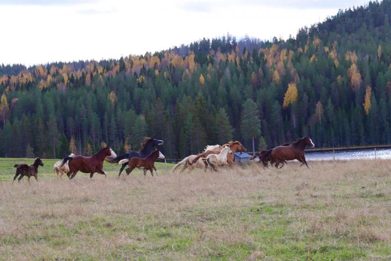 Westernreit Anlage in nord Schweden mit Schlittenhunden