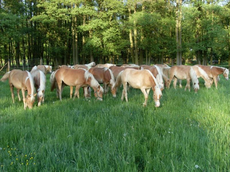 Helfer für Pferdehaltung und Landwirtschaft
