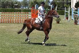 Seeking for a person who loves horses, animals and countryside to join our family