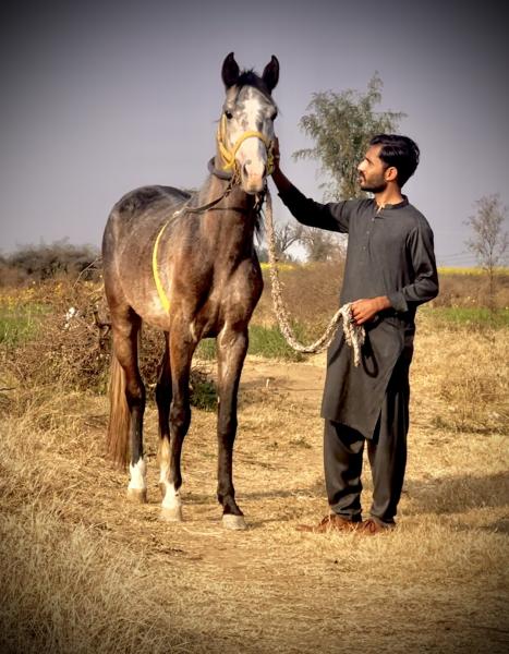 I’m a good rider and a horses lover so I m sure I do my best there if you give me this chance