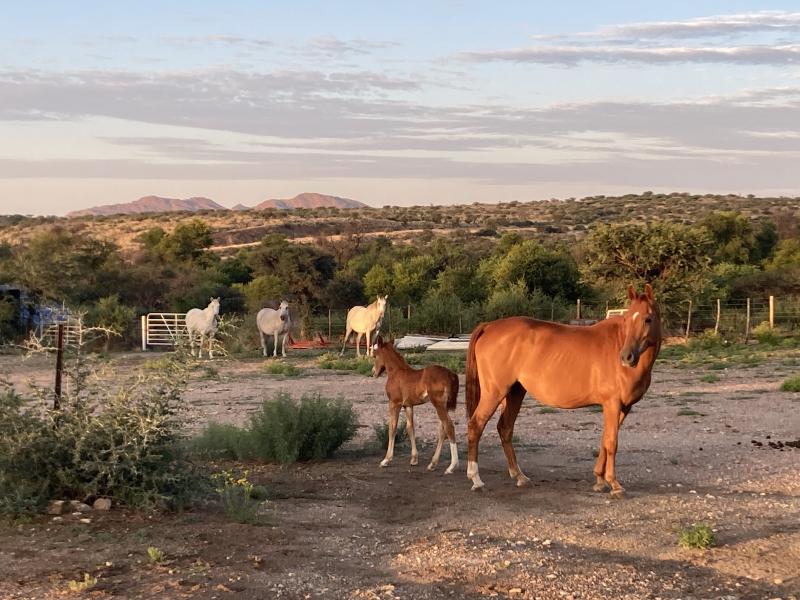 Auszeit mit (Jung-) Pferden in Namibia