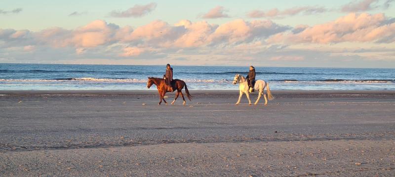 Pferdemädchen für Strandausritte/ Ponybetreuung gesucht