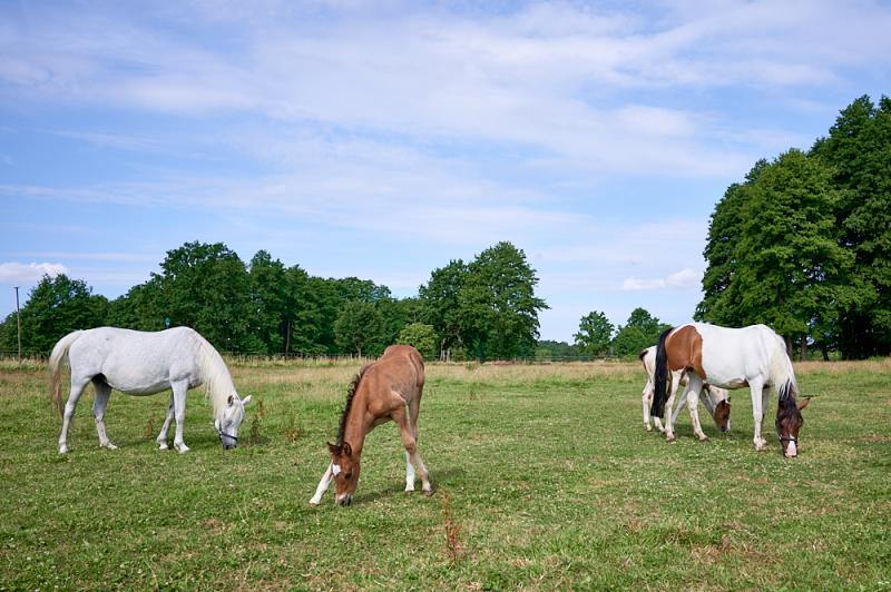 Reiterhof Losse in Altmärkische Höhe Ortsteil Losse / Sachsen-Anhalt