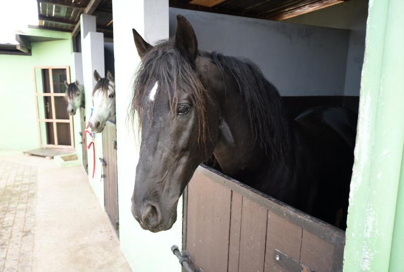 Zouina Cheval in Essaouira / All Regions