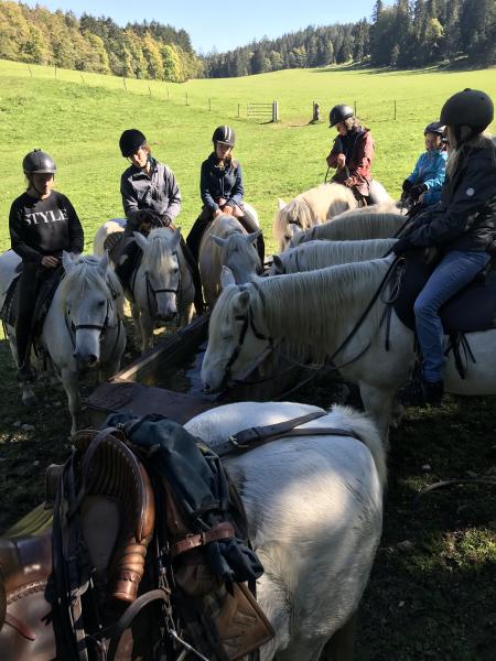 Praktikum mit Camargue-Pferden im Berner Jura – reiten, erleben, mithelfen und dazugehören
