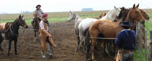 gaucho mit Pfearden