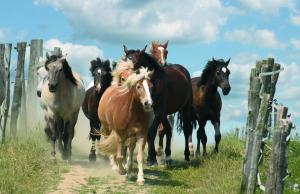 Unsere Ponys