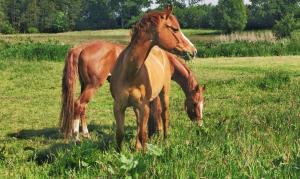 Horsemanship