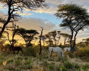 Reitsafaris für Anfänger und Fortgeschrittene