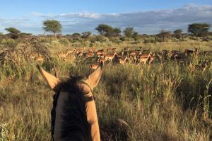 Reiten nach Wunsch: 1-2x täglich, Ausritt, Trainin