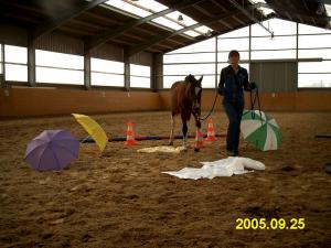 Bild 3 von Reitzentrum AC / Allstar Ranch