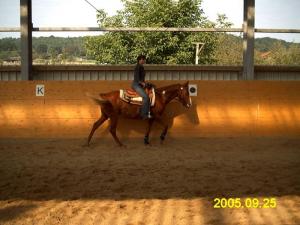 Bild 4 von Reitzentrum AC / Allstar Ranch