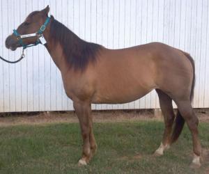 Bild 1 von Reitzentrum AC / Allstar Ranch