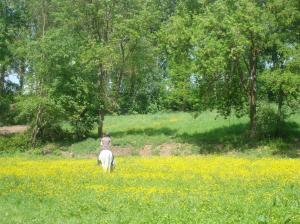 Bild 2 von Reitbetrieb Marz