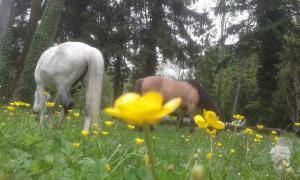 Bild 2 von Reitbetrieb Marz