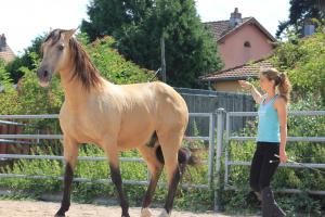 Freiheitsdressur